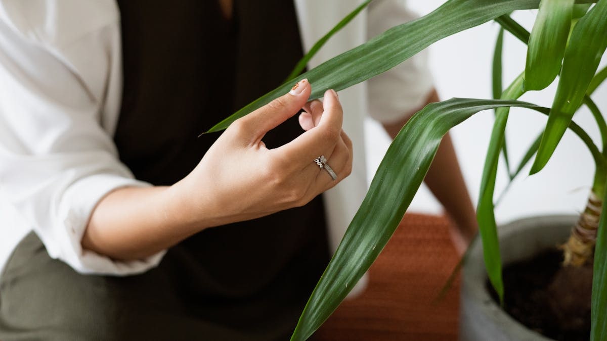 Close-up of a person gently holding a yucca plant leaf indoors, focusing on care and greenery.